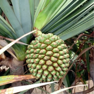 PANDANUS