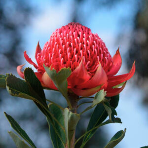 PROTEA