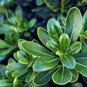 PITTOSPORUM