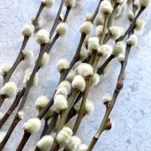 PUSSY WILLOW