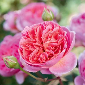 DAVID AUSTIN ROSE