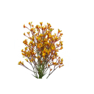 Anigozanthos Gold Fever