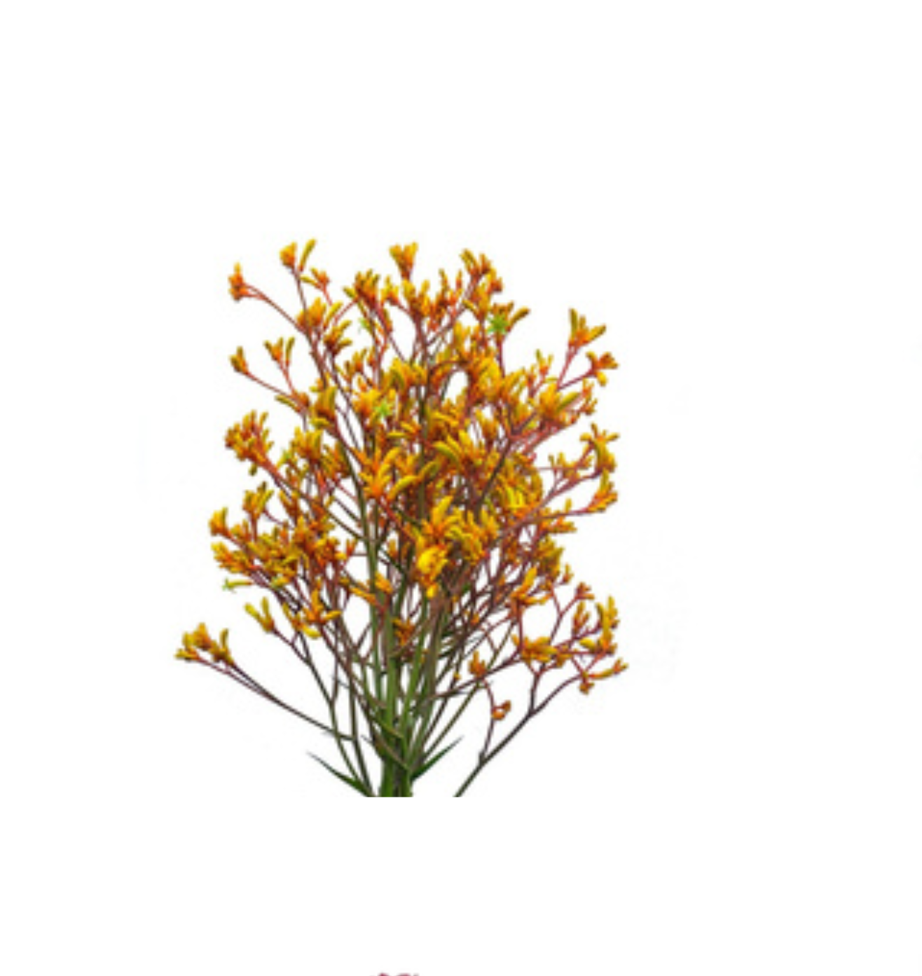 Anigozanthos Gold Fever
