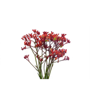 Anigozanthos Early Spring