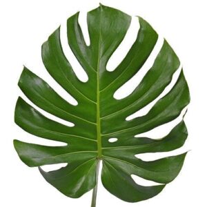 MONSTERA MEDIUM