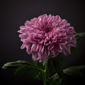 CHRYSANTHEMUM SINGLE DECO (HOLLAND)