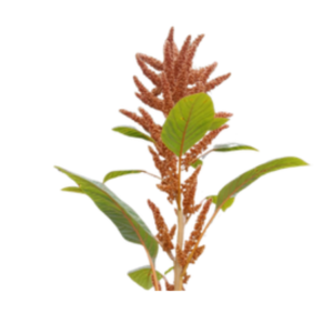 Amaranthus Hot Biscuit