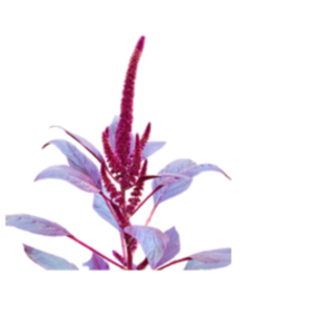 Amaranthus Red Velve
