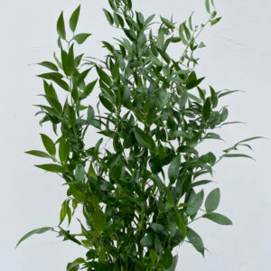 RUSCUS