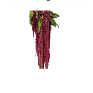 Amaranthus Hanging Red