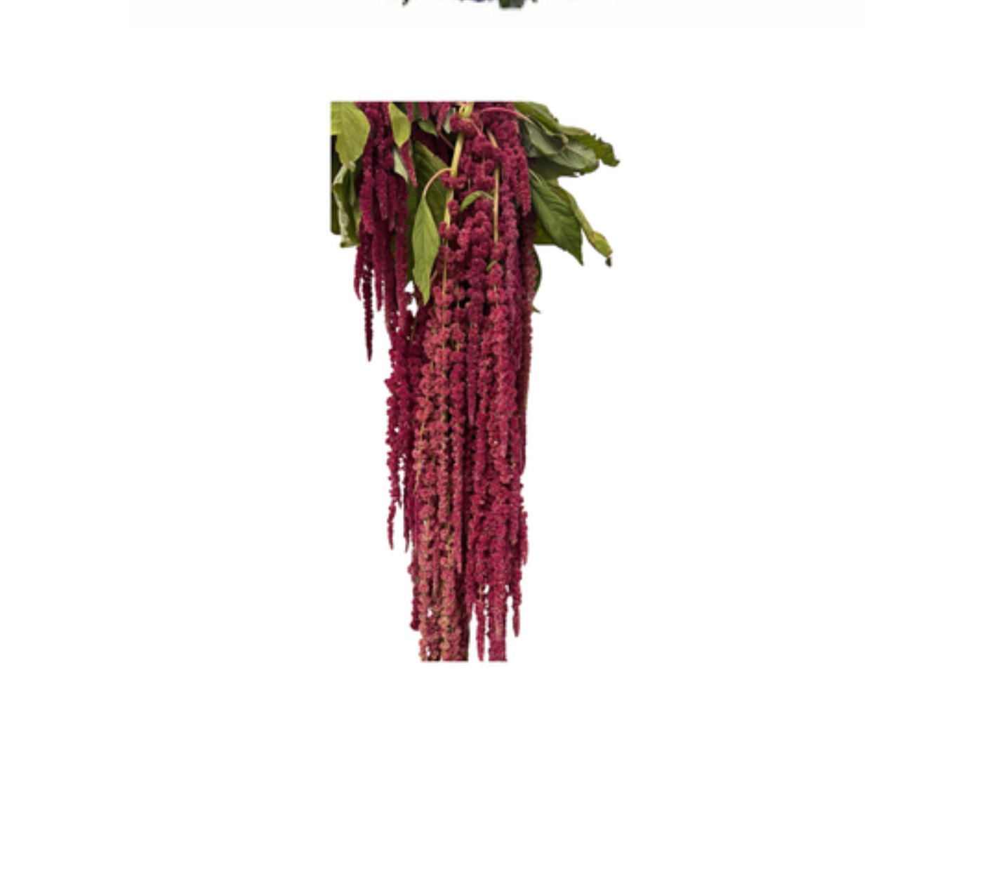 Amaranthus Hanging Red