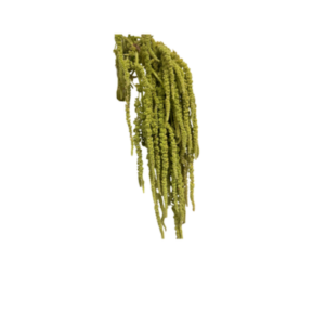 Amaranthus Hanging Green