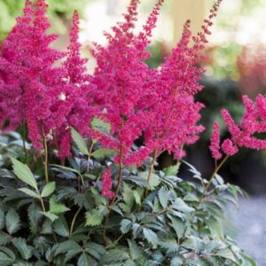 ASTILBE (SEASONAL)