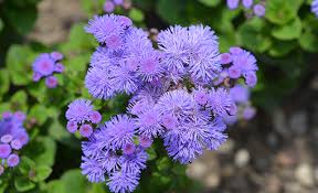 Ageratum