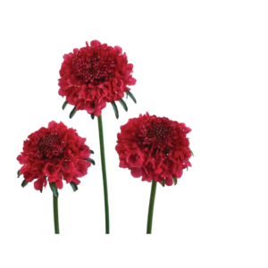 Scabiosa