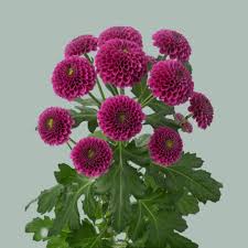 Chrysanthemum Santini