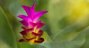 Curcuma