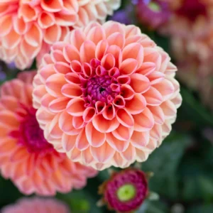 Dahlia
