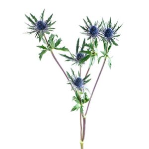 Eryngium