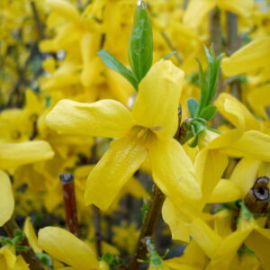 Forsythia