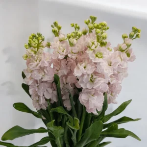 Matthiola