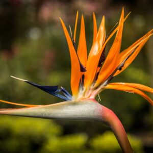 Strelitzia