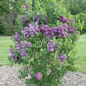 Syringa