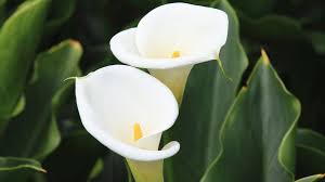 CALA LILY