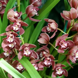 CYMBIDIUM MINI (DEPEND OF SEASON)