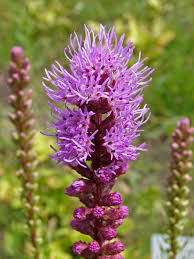 LIATRIS