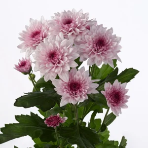 CHRYSANTHEMUM SPRAY