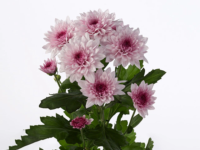 CHRYSANTHEMUM SPRAY