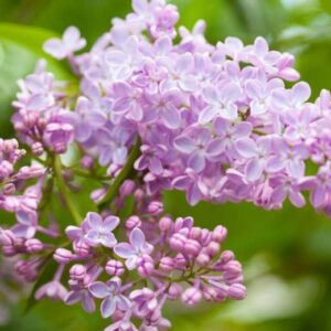 LILAC SYRINGA