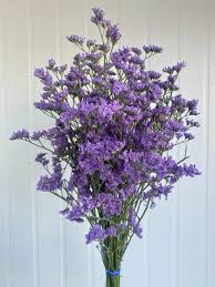 LIMONIUM