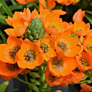 ORNITHOGALUM