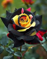 RAINBOW PAINTED ROSE / BLACK PAINTED ROSE