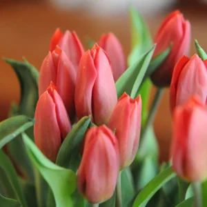 TULIP (DEPEND OF SEASON)