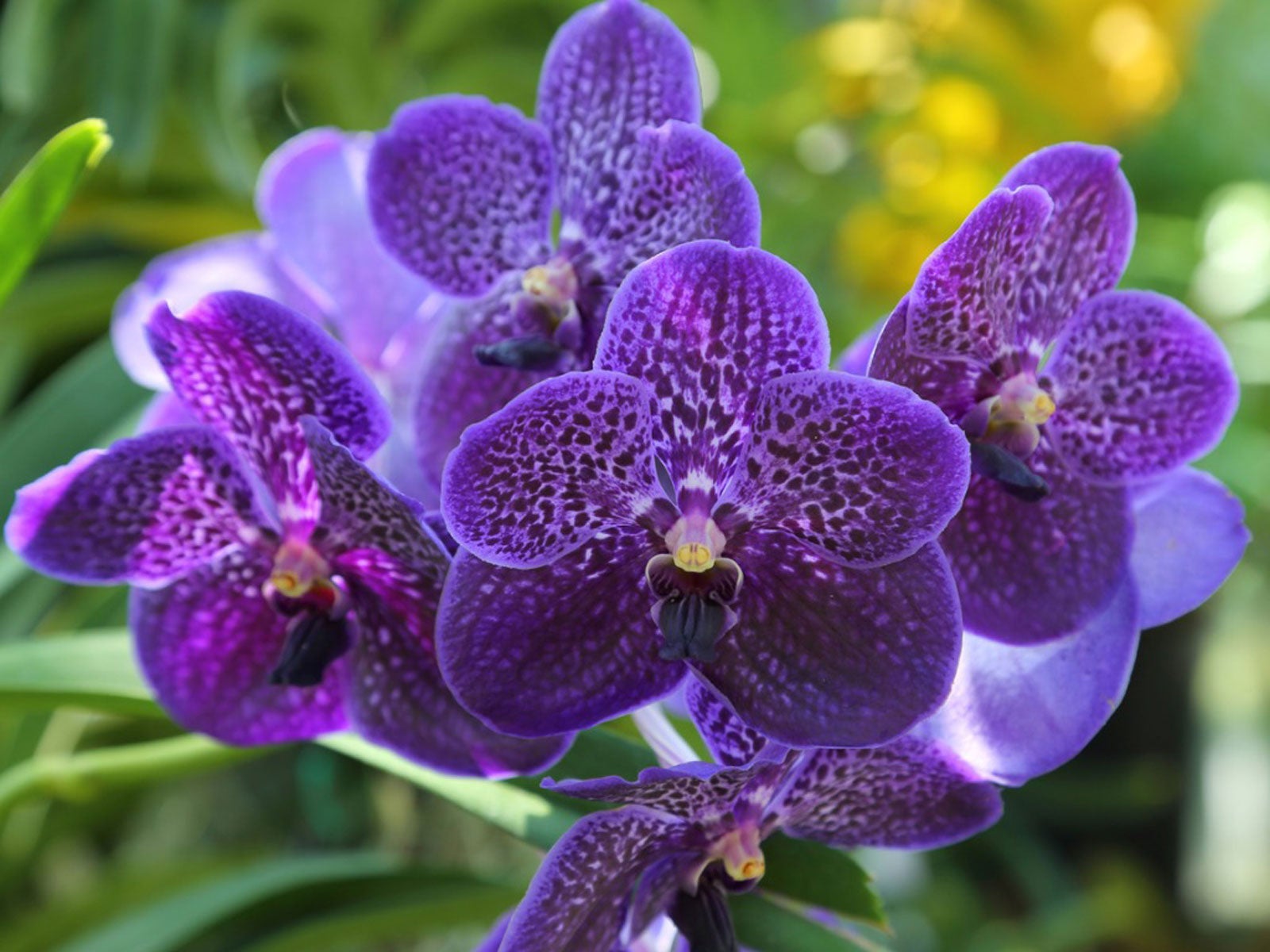 VANDA
