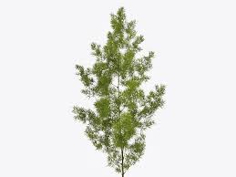 ASPARAGUS UMPELLATUS