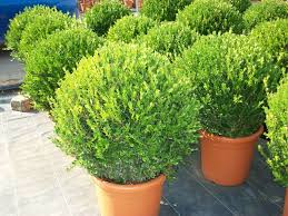 BUXUS
