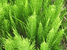 EQUISETUM