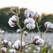 COTTON FLOWER
