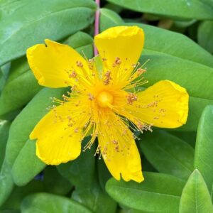 HYPERICUM