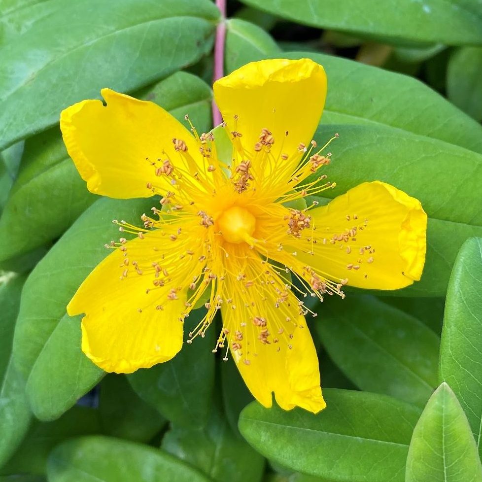 HYPERICUM