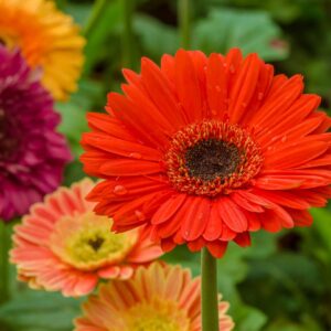 GERBERA