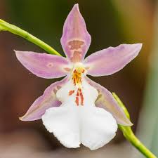ORCHID ONCIDIUM