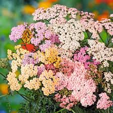 ACHILLEA