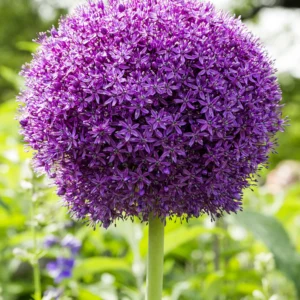 ALLIUM
