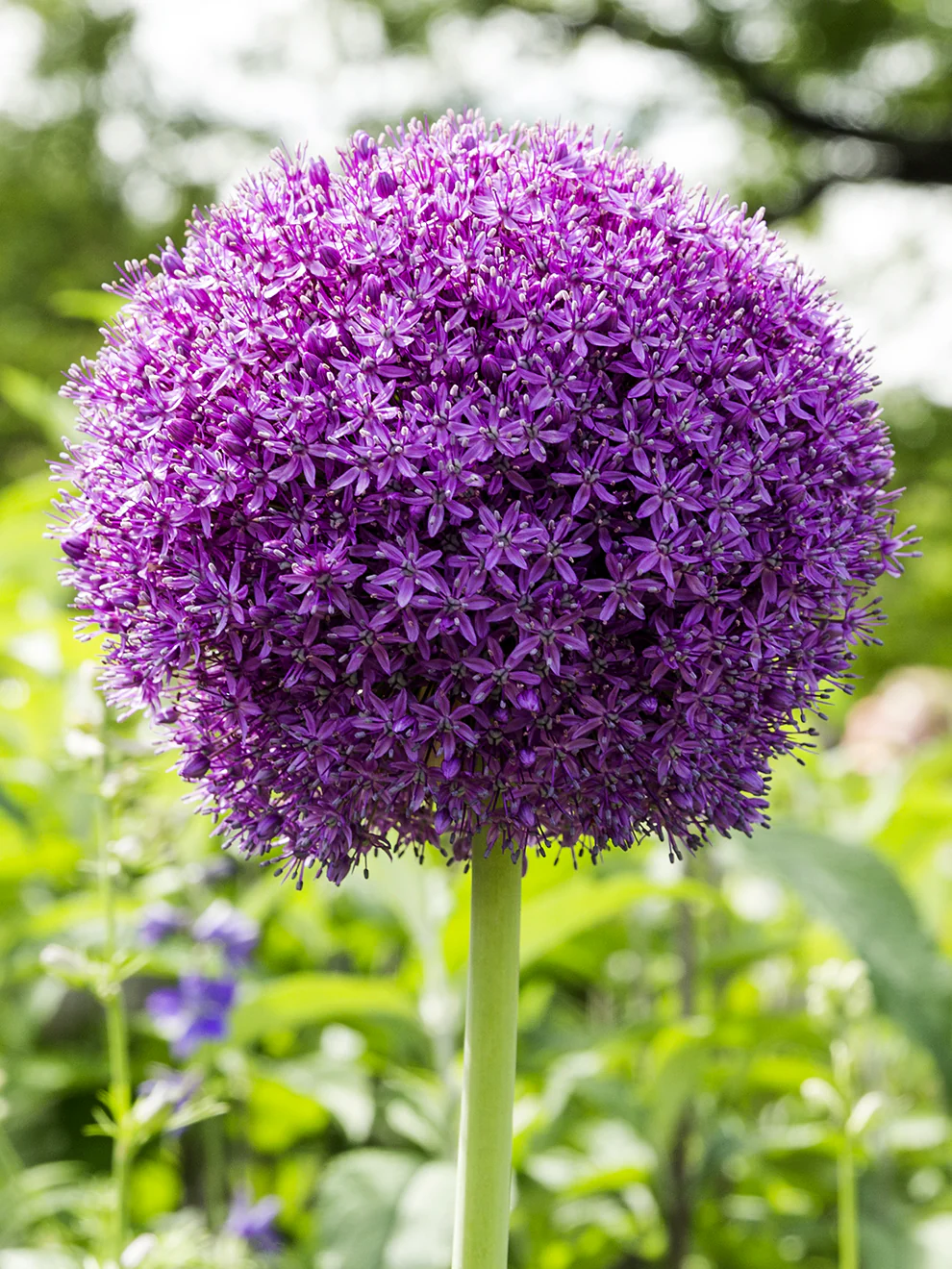 ALLIUM