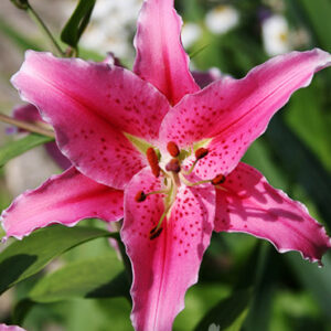 LILY ORIENTAL (HOLLAND)